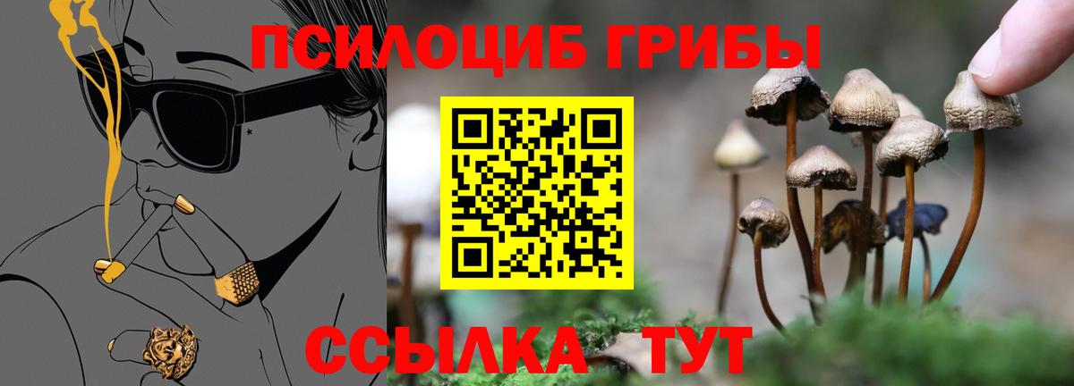 Строитель  Галлюциногенные грибы Cubensis  Вход с VPN 